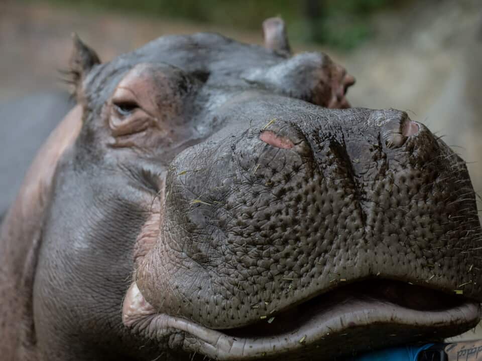 Colombia: World Wildlife Day