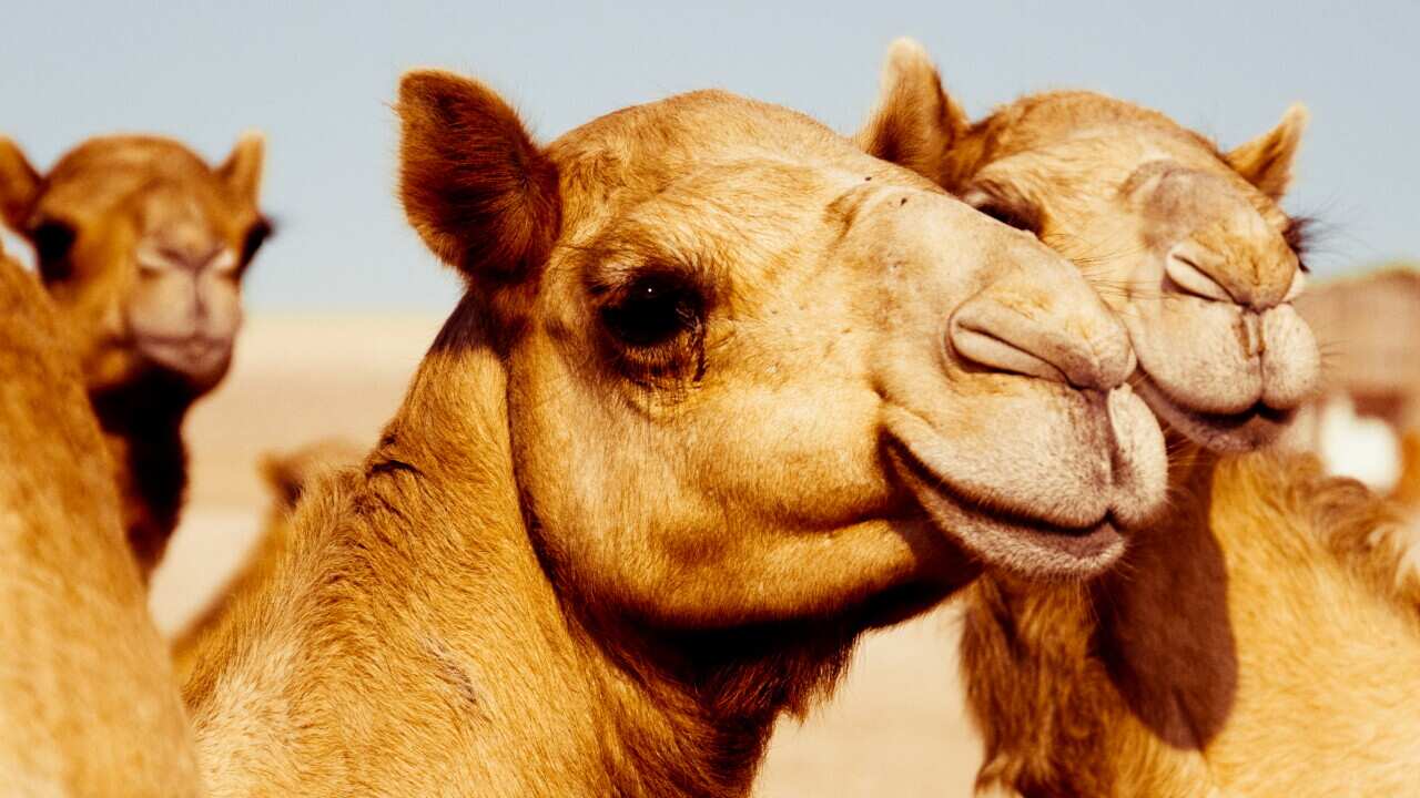 Camels