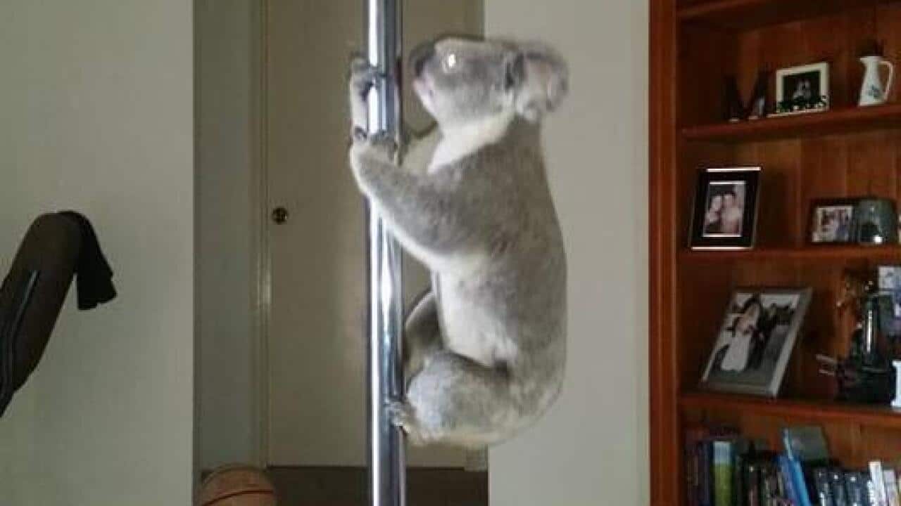 Koala on a pole