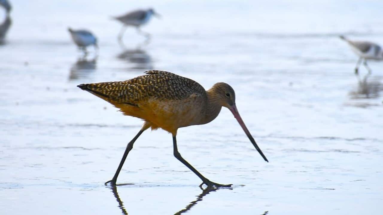 godwit pfuhlschnepfe neuseeland alaska