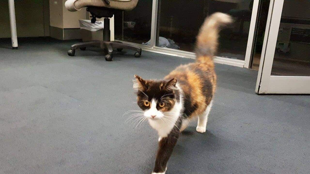 Leelo broke into Lismore Police Station.