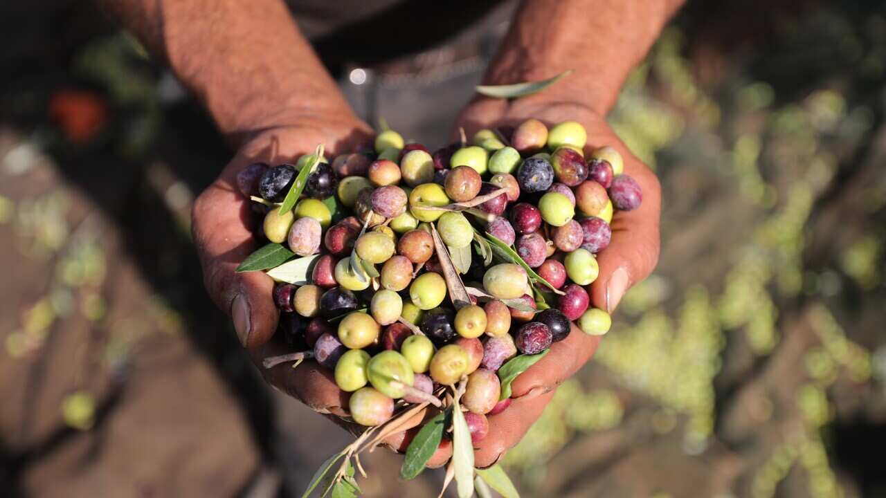 TUNISIA AGRICULTURE