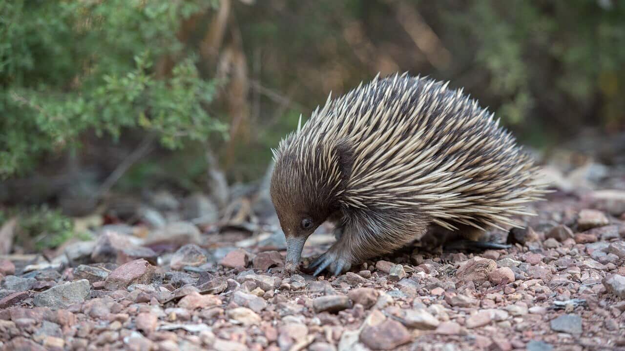 Echidna