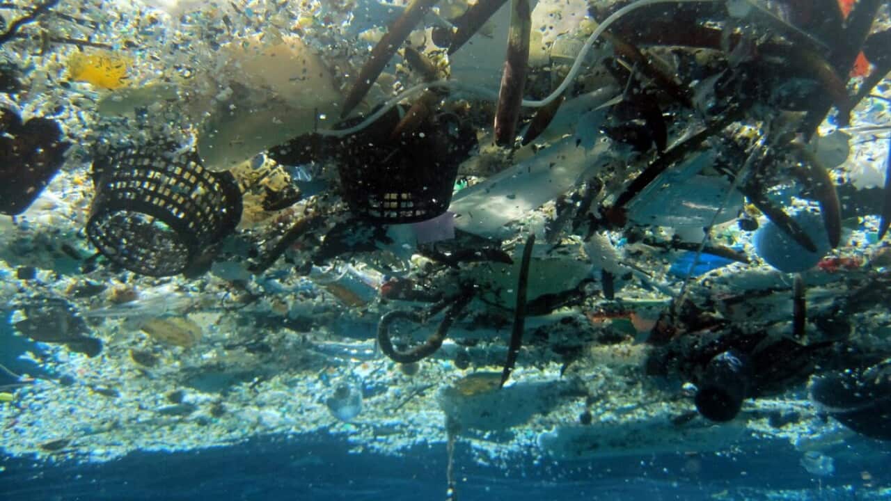A new report says there will soon be more plastic in the world's oceans than fish.