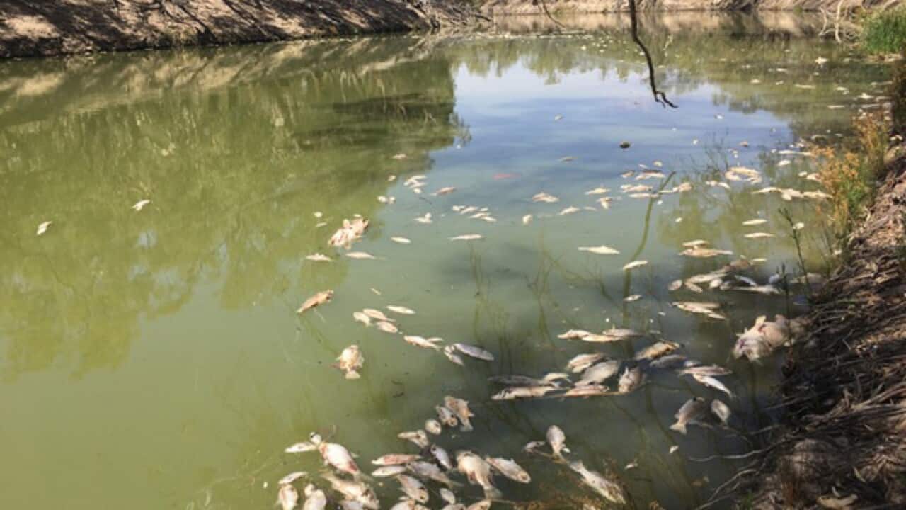 January 9, 2019, some of the up to a million fish that have died in the Darling River system in far western NSW.