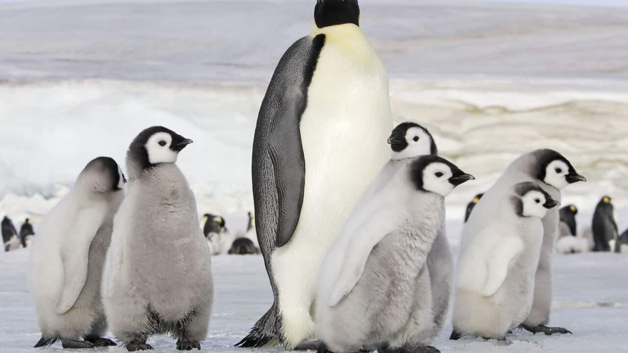 Emperor Penguin - group of chicks and adult (Aptenodytes forsteri) (AAP/Mary Evans/Ardea/M. Watson)