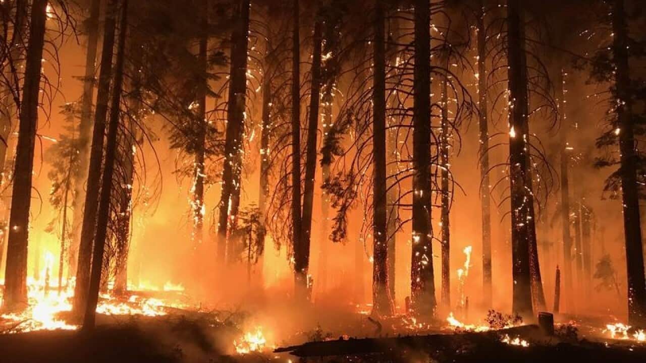 The Camp Fire consuming trees in Northern California