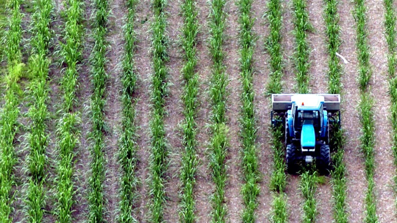 Bundaberg mayor Jack Dempsey said the practice of 'forcing indentured labour into Queensland sugar can fields was equivalent to slavery and abhorrent'.