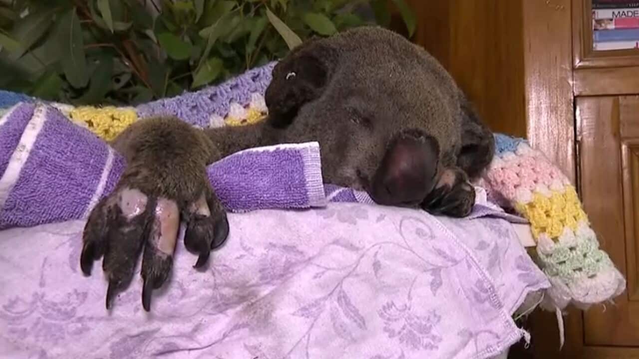 An injured koala with razed hands from the bushfires