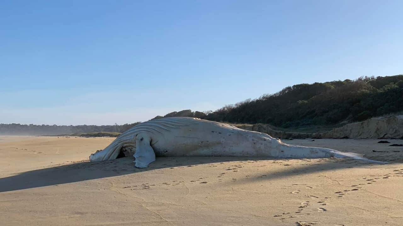 WHITE WHALE CARCASS