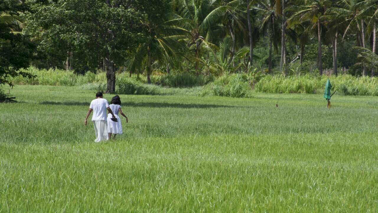 Paddy fields in Sri Lanka