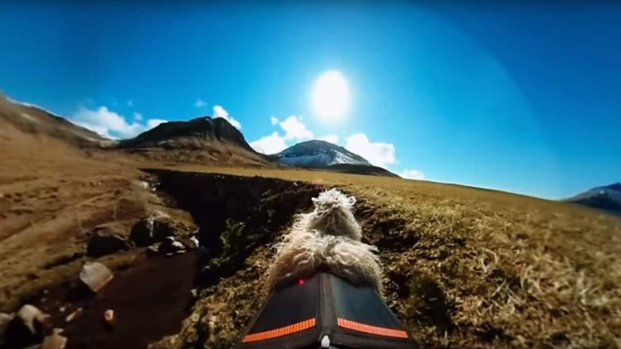 The view from one of the Faroe Islands' Sheep View cameras.