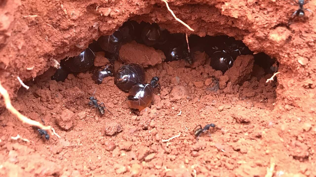 AUSTRALIAN HONEYPOT ANT
