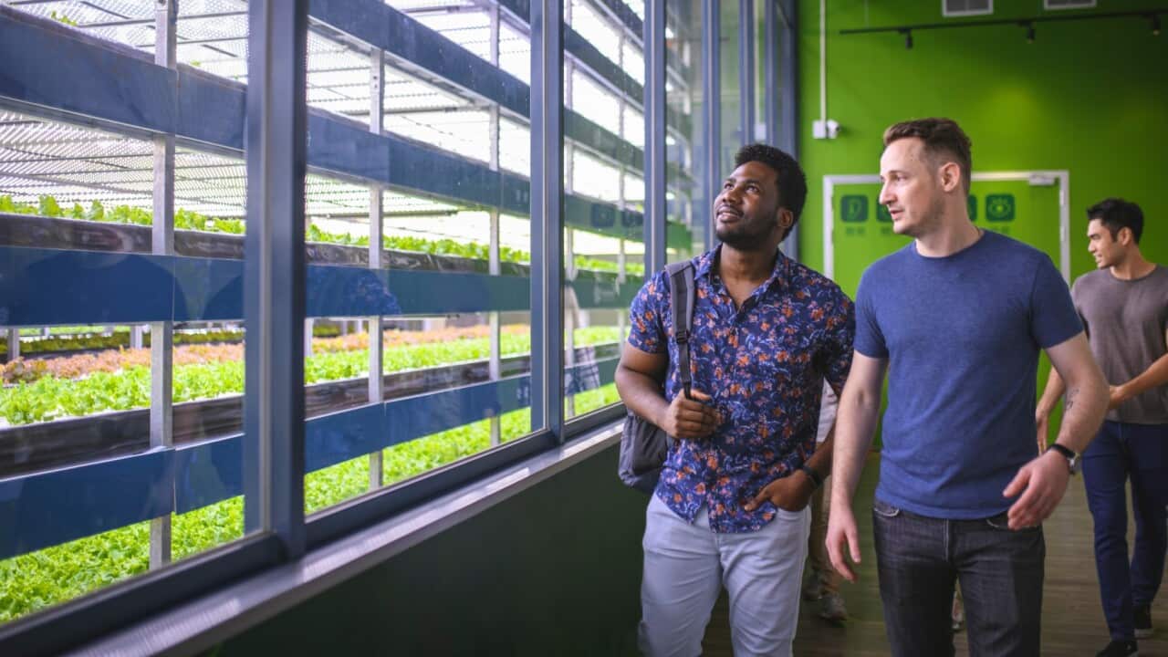 Visitors at a vertical garden facility get a close look at all-season precision farming and the future of sustainability.