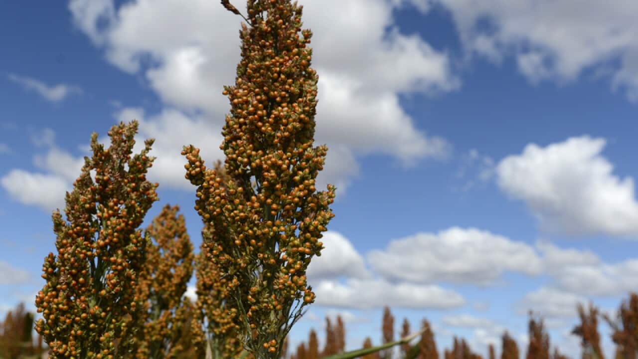 A field of sorghum