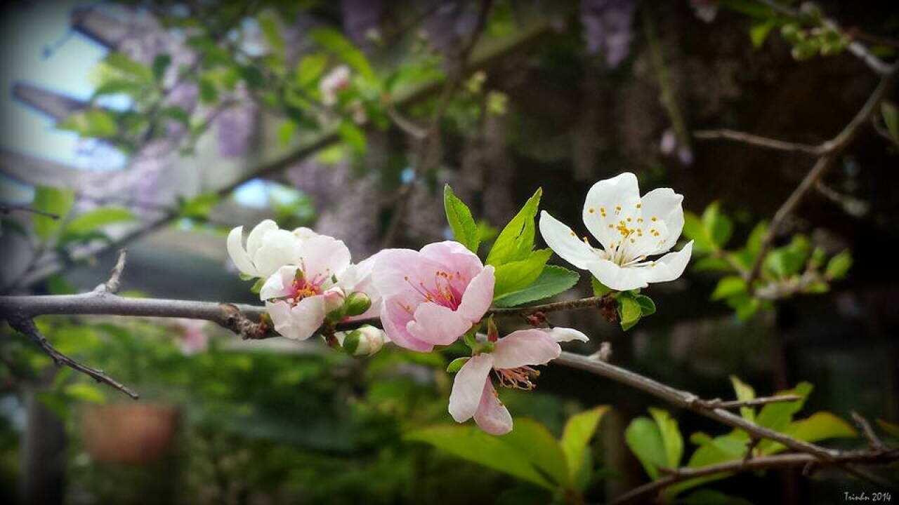 Peach blossom