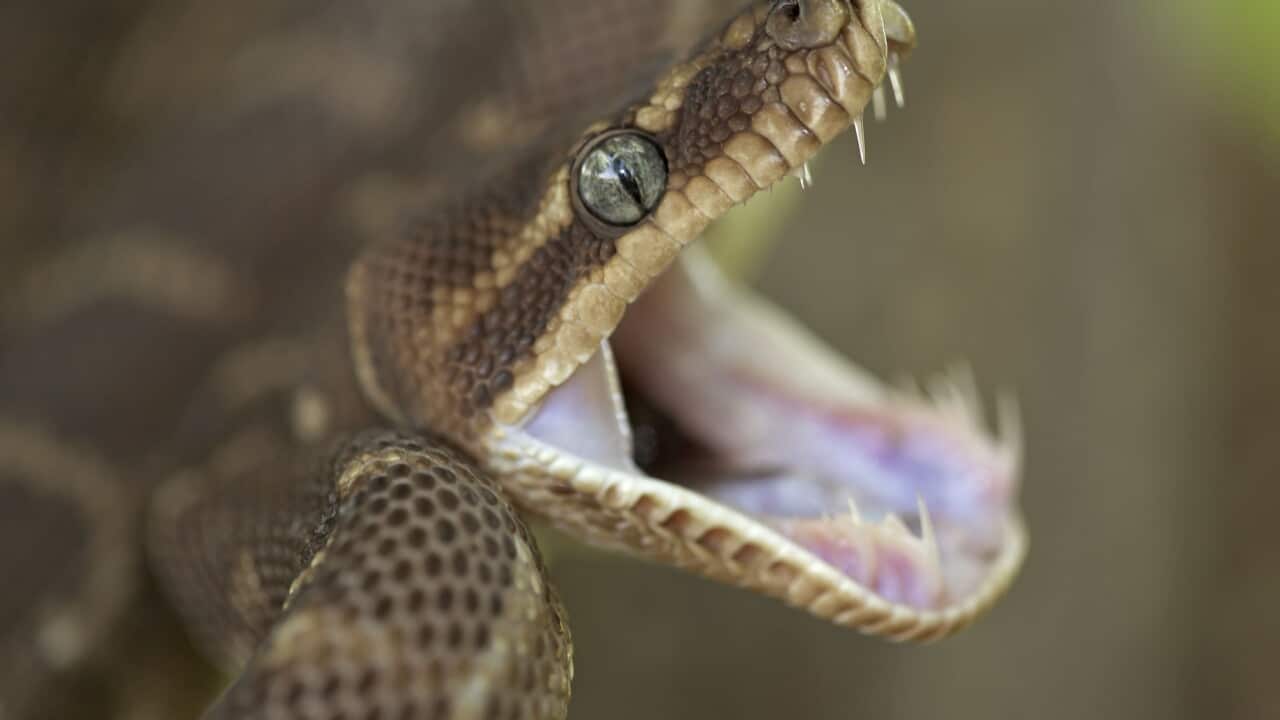 Rough-scaled Python - defensive posture (Morelia carinata)