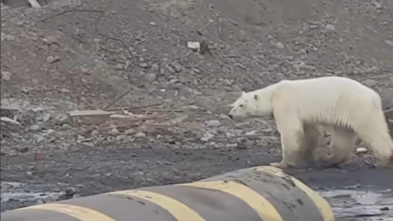 The polar bear was spotted roaming the streets of Norilsk, Russia.