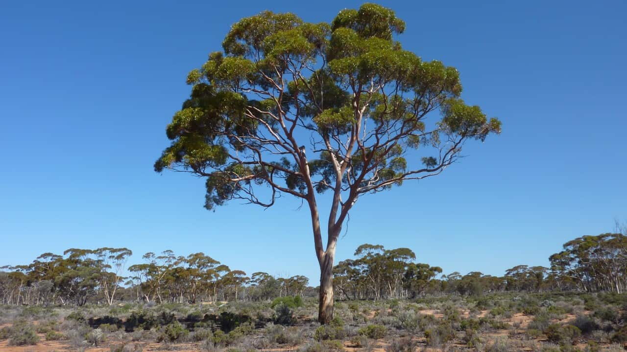 Gum tree 1.jpg