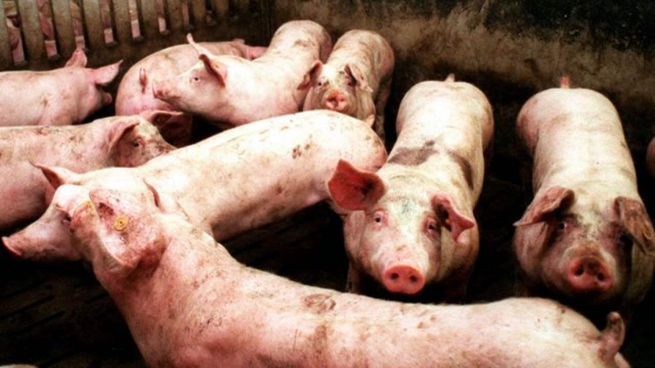 Pigs from Luzon