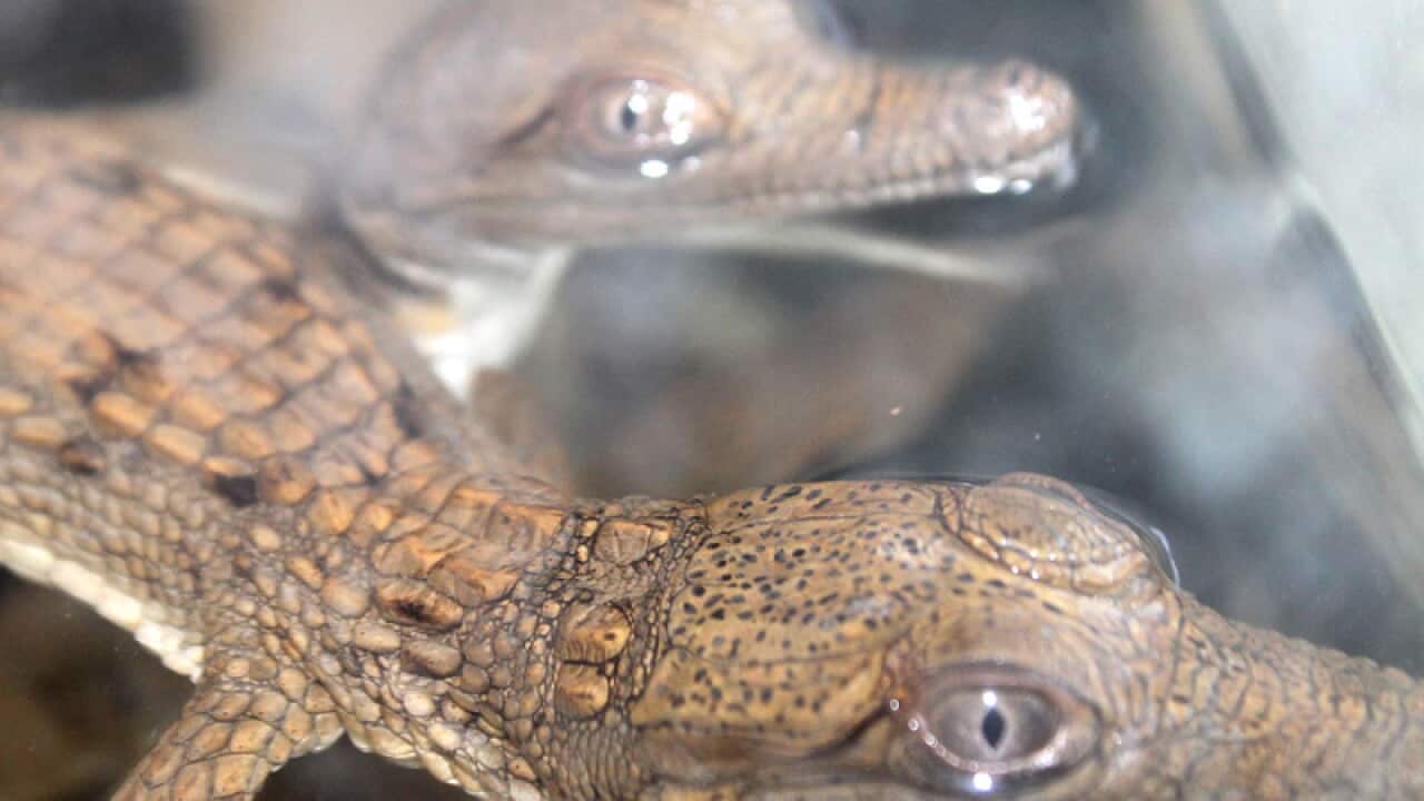 Baby crocs join swimmers at Qld pool