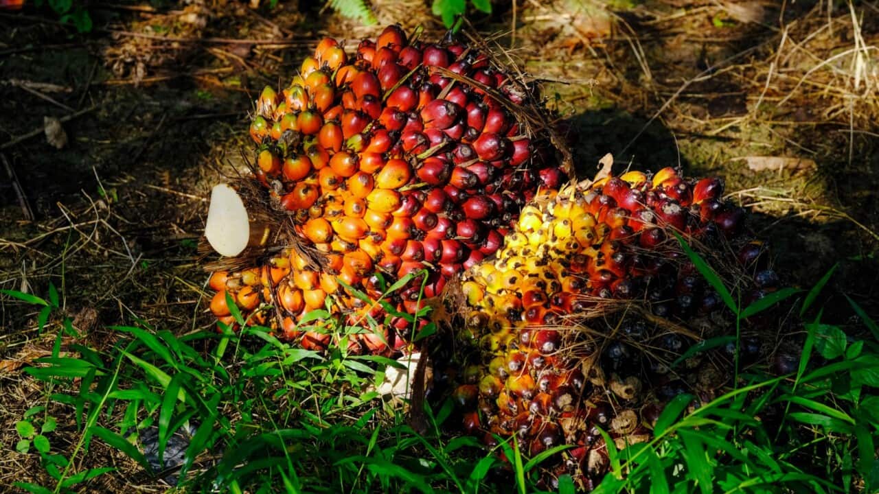 Die Frucht der Ölpalme