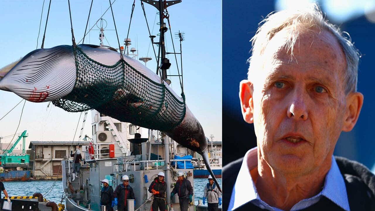 Japan is set to withdraw from the International Whaling Commission so it can restart commercial whaling, according to local media.