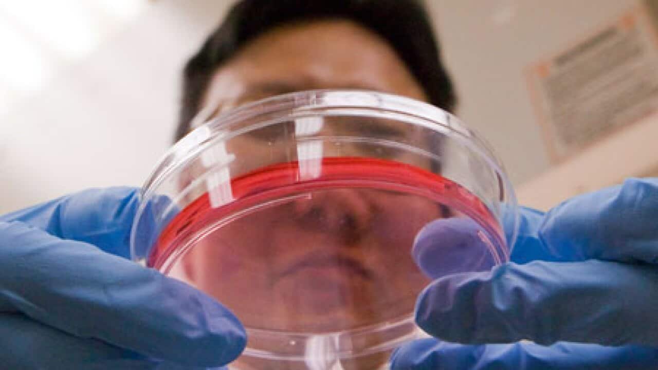 stem_cells_science_091205_B_ap_1973318475