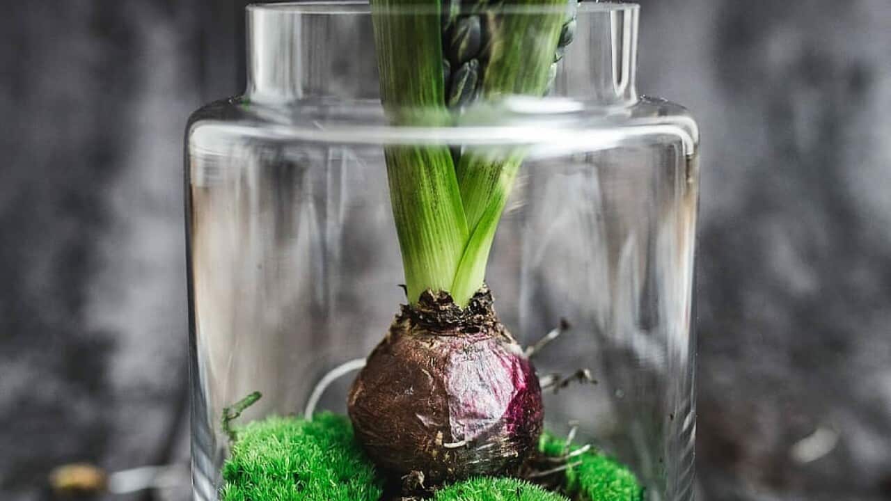 Close up of potted plants
