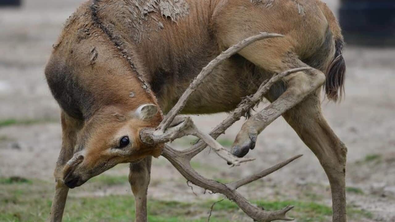 The milu deer in China