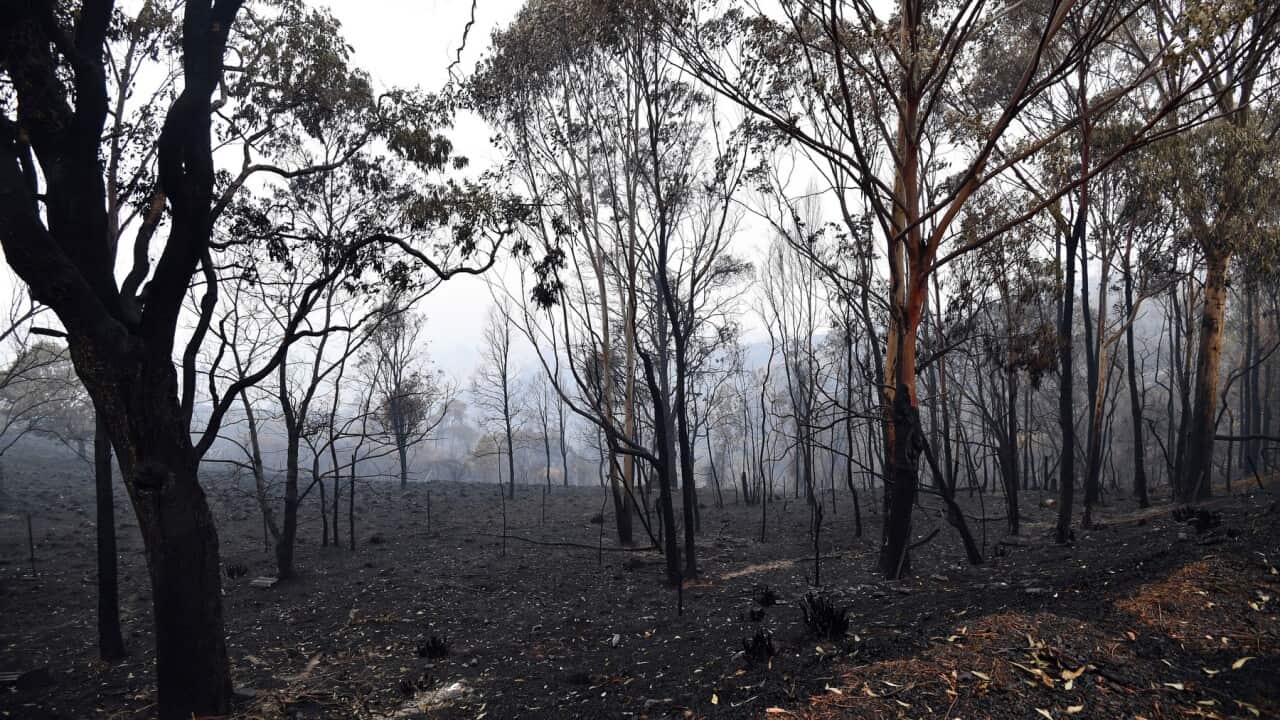 Land charred by bushfires in Quaama, New South Wales.
