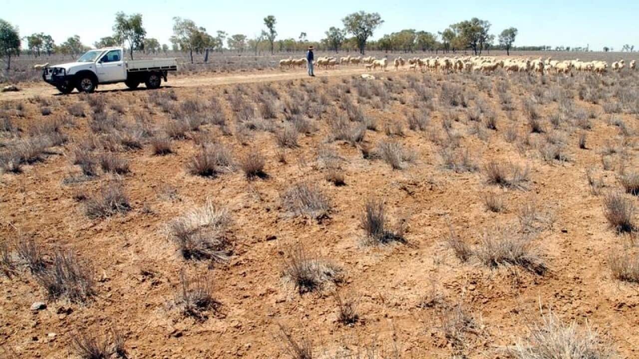 Western Queensland farm paddock during drought