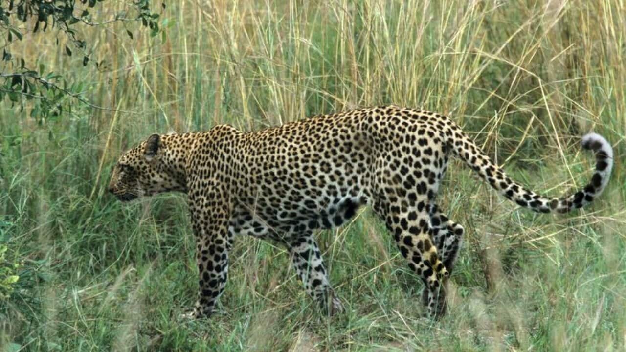 Wild leopard in tall grass Uganda Africa