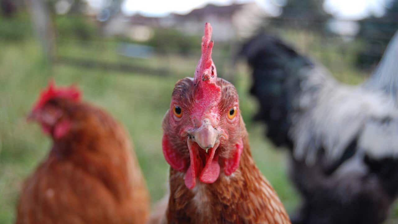 Chickens