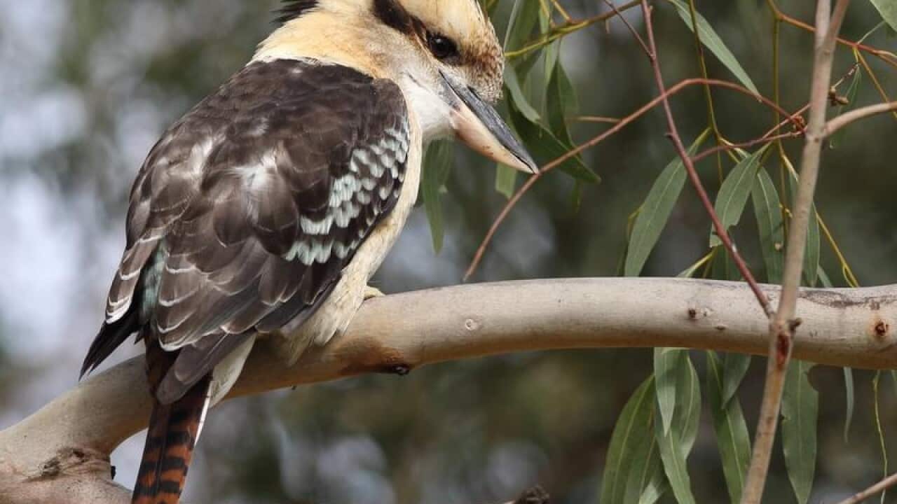 Kookaburra