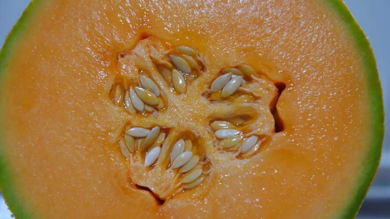 Rockmelon