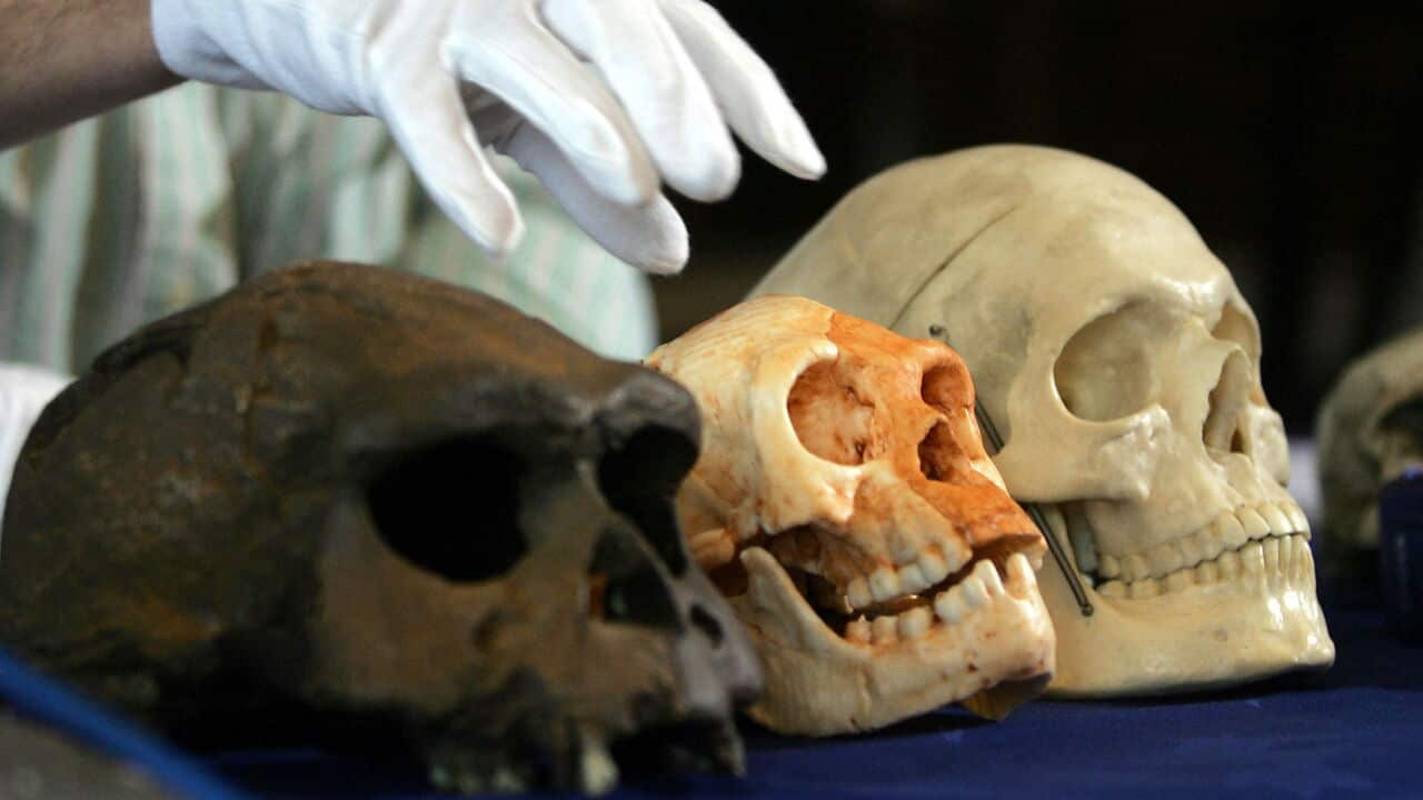 BRITAIN-NEW HUMAN SPECIES-SKULL