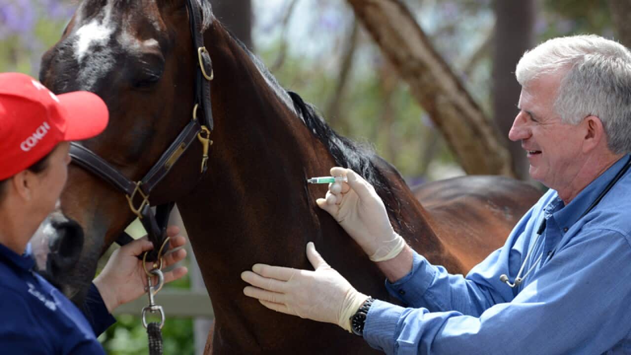 Horse getting vaccinated