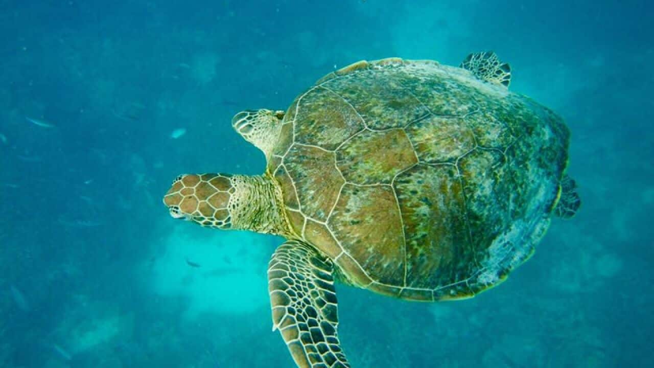 Turtle-watching on Australia's Heron Island