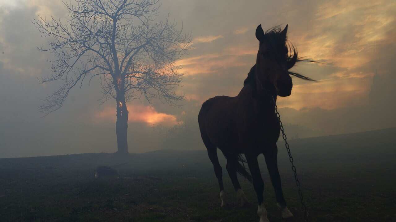 A horse is tethered in a field as flames are seen in the background as forest fires hit Viernoles, Cantabria, northern Spain. (EPA)