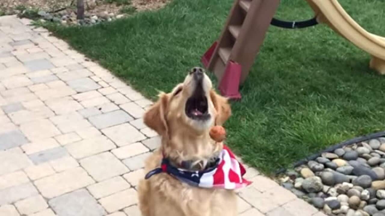 Fritz the golden retriever is really good at not being so good. (YouTube)