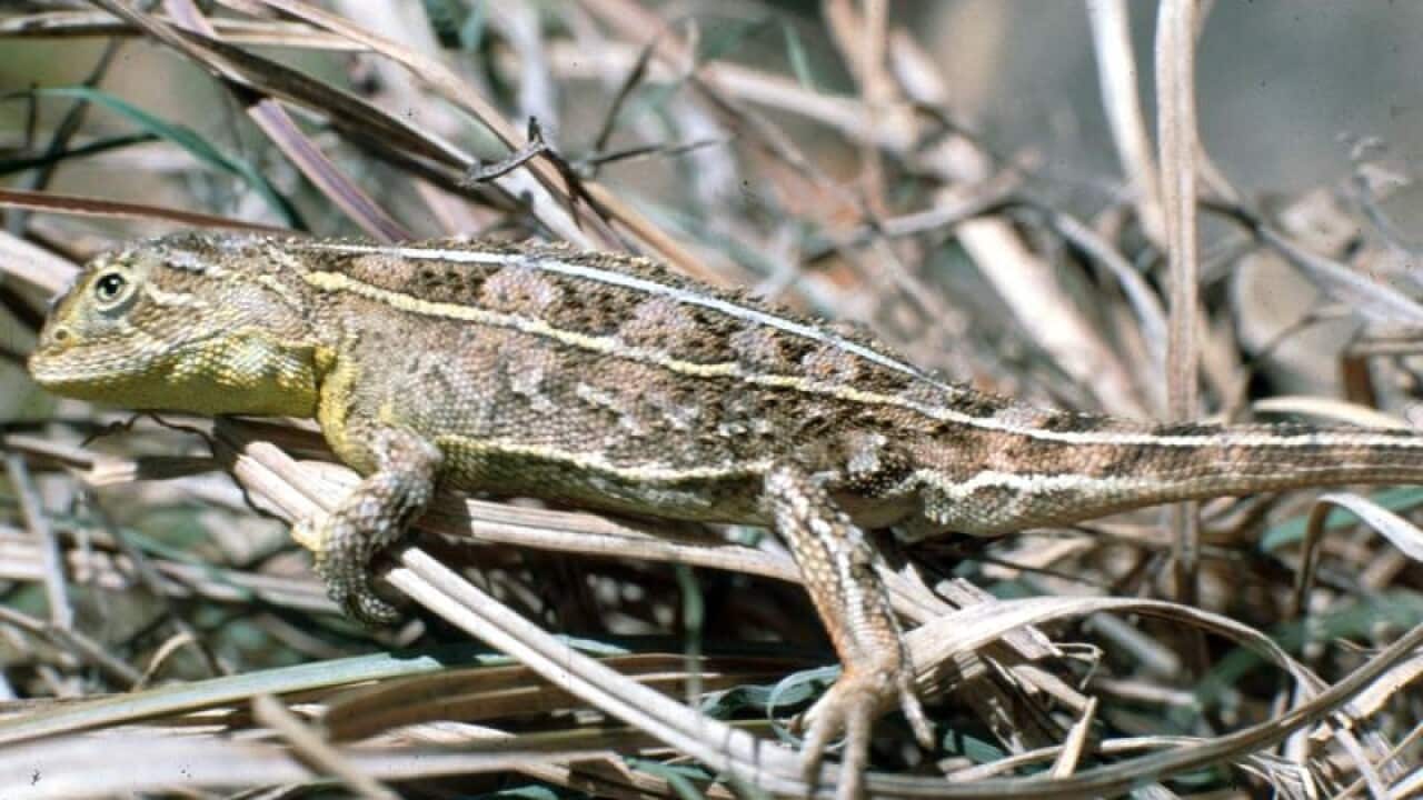 The endangered Grassland Earless Dragon.