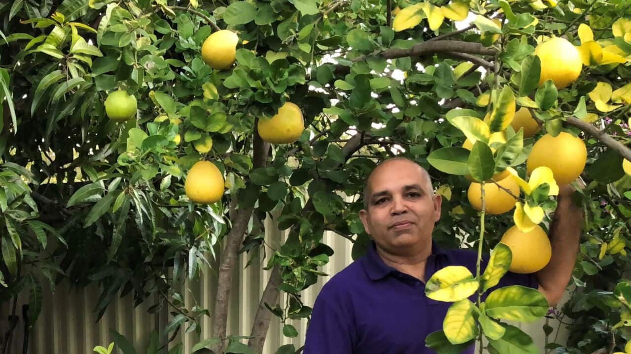Saiful Kazi gardening.jpeg
