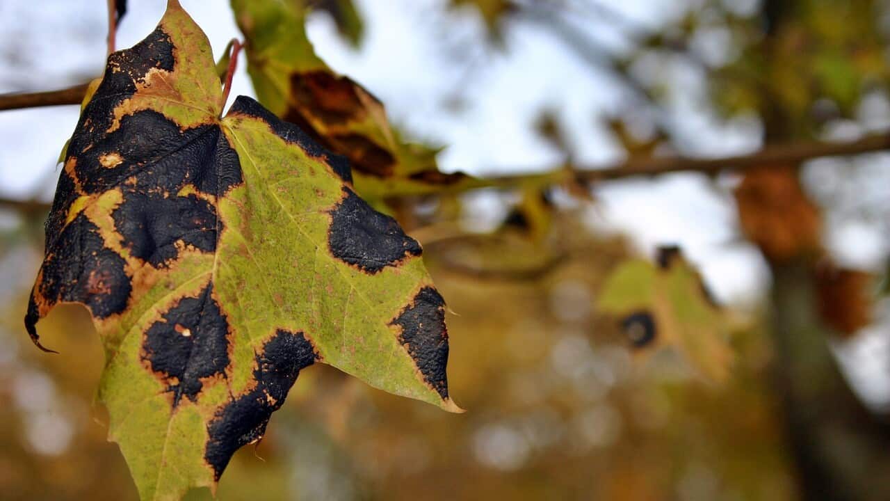 Tar Stain Disease in plants