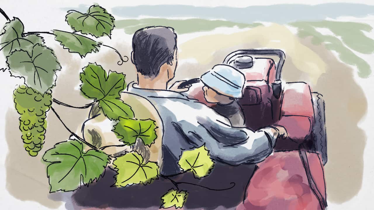 An illustrated watercolour scene depicting a farmer driving a tractor with a baby on his lap and grape vines in the foreground.