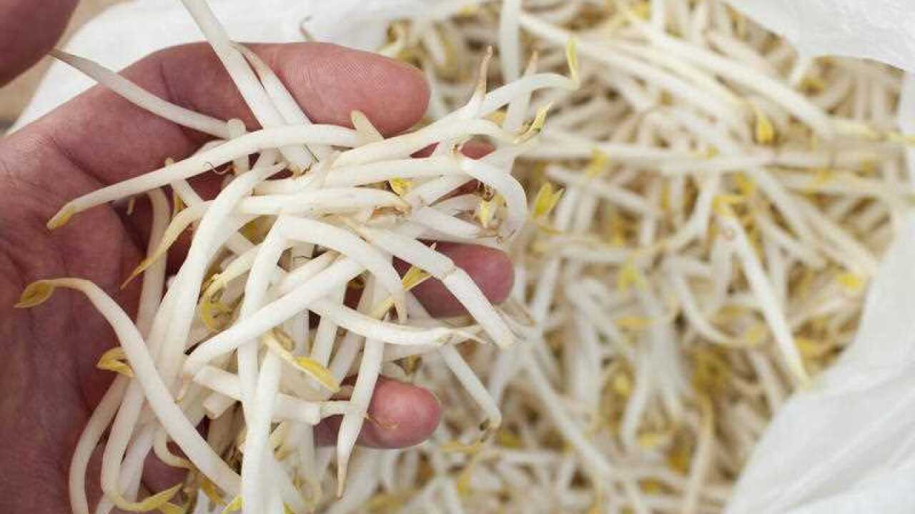 bean sprouts