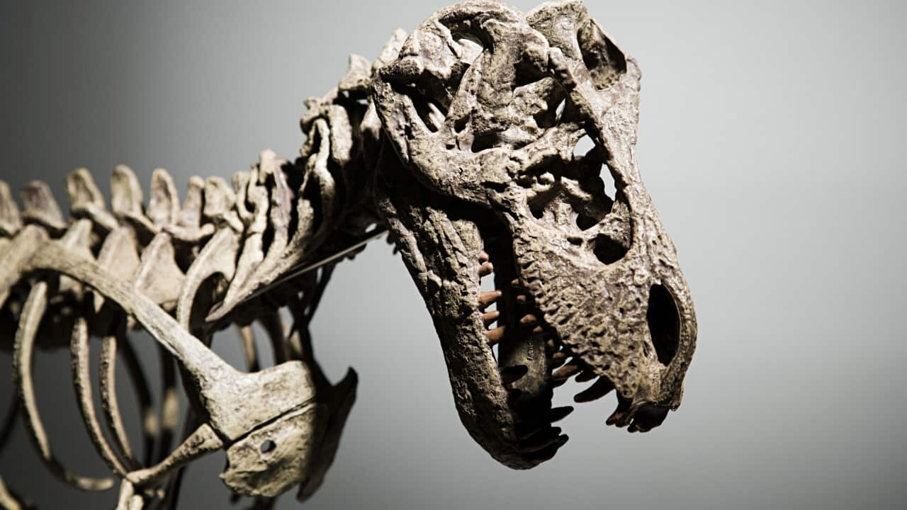 Dinosaur skeleton