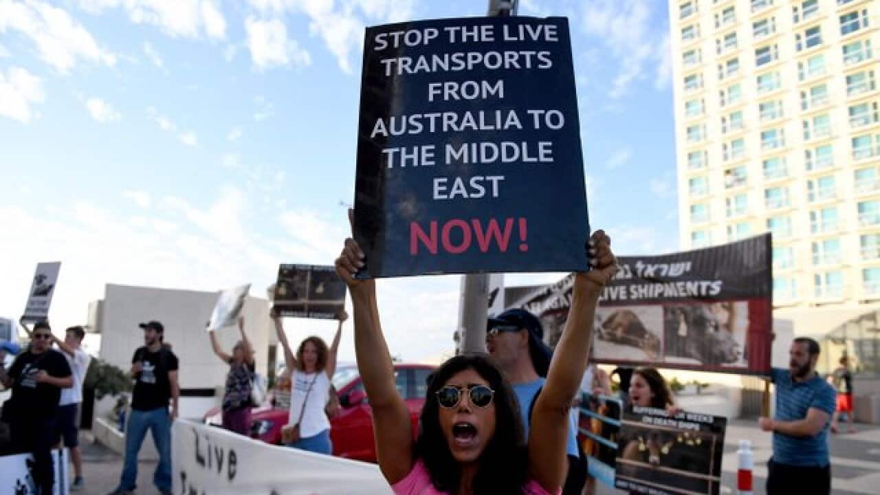 Protesters in Tel Aviv against live animal export to Israel