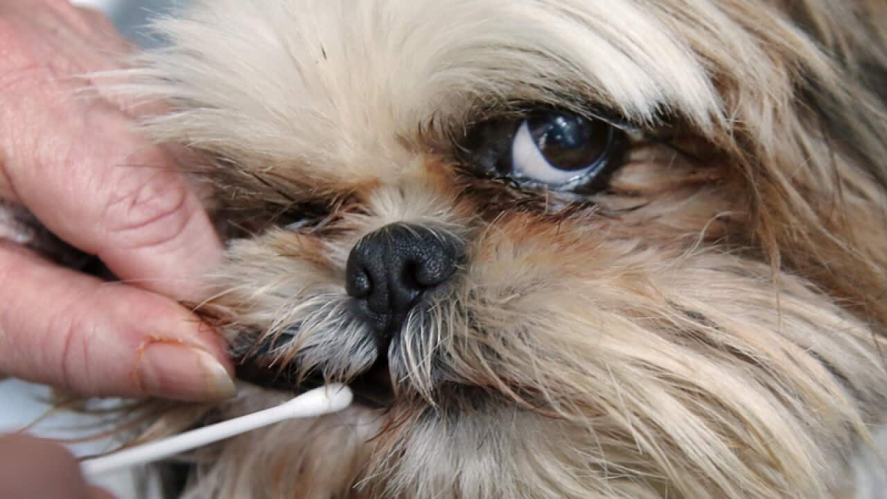 A swab to demonstrate how to obtain a DNA cheek