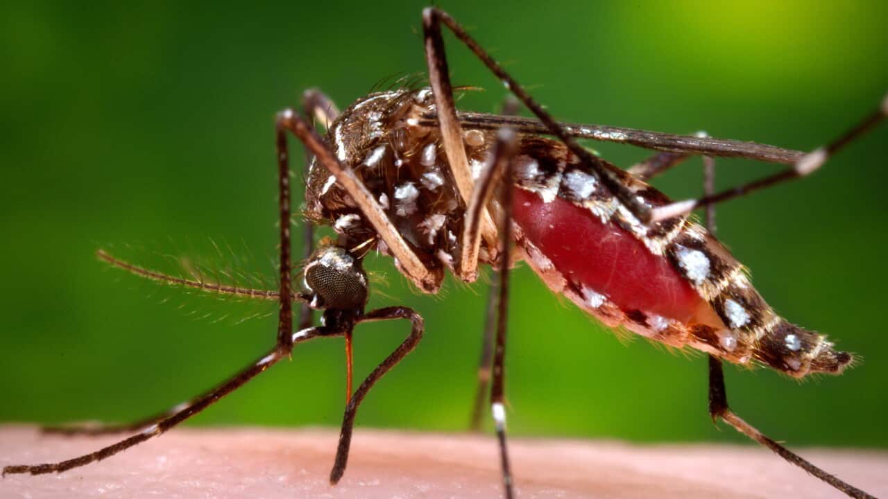 MED-Zika Mosquito-5 Things